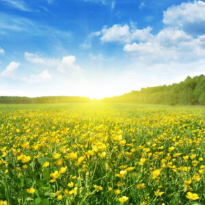 Happy Spring everyone! Happy Spring everyone!