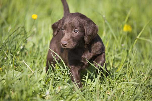 Clean Slate Open House Tips_Attention Puppy