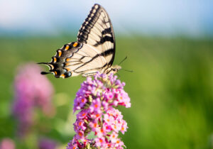 butterfly sitting on a flower