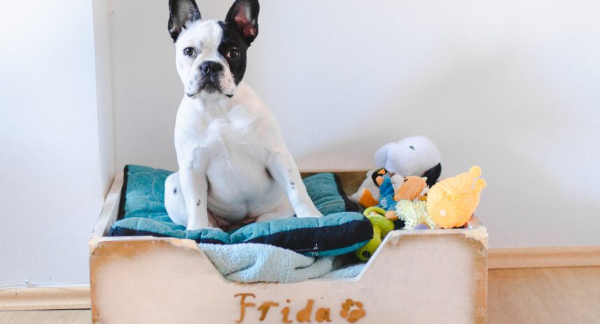 BHGRE Blog Image-4-fun ways pet lovers