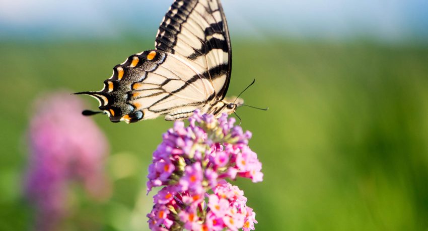 butterfly sitting on a flower